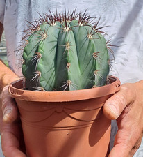 Melocactus azureus (Brazil)