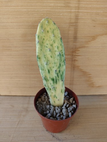 Opuntia sunburst variegata - sunburst,