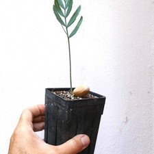 Encephalartos dyerianus