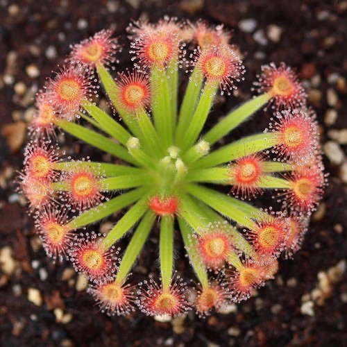 Pianta carnivora drosera - pianta,