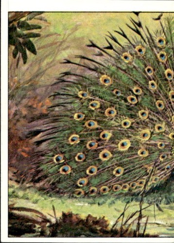 Figurina uccelli panini - figurina,