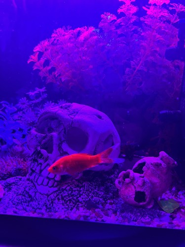 Acquario completo usato - acquario,