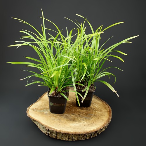 Carex morrowii irish green - morrowii,