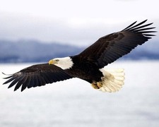 650858 Bellissimo poster