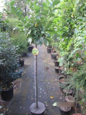 Prunus laurocerasus cleopatra - laurocerasus,