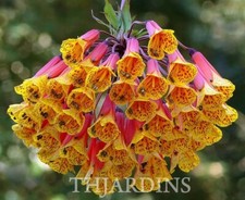 Rarissima Bomarea Multiflora