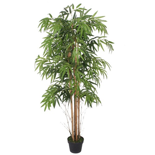 Pianta finta bambù - pianta,