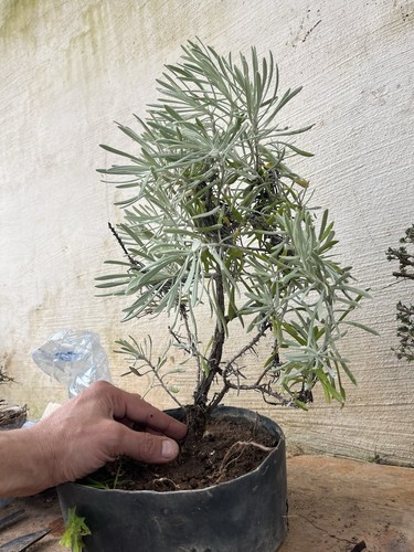 Pianta elicriso helichrysum - pianta,