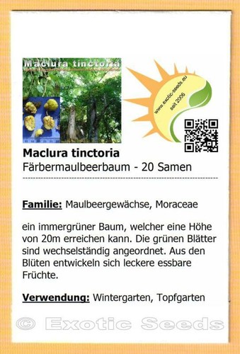 Maclura tinctoria gelso - tinctoria,