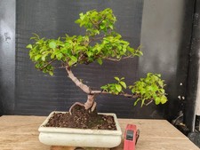 bonsai di ciliegio cinese h 34