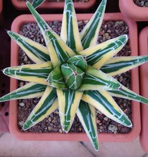 Agave Victoriae Reginae
