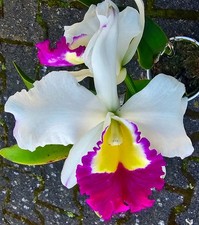 Bellissima grande orchidea