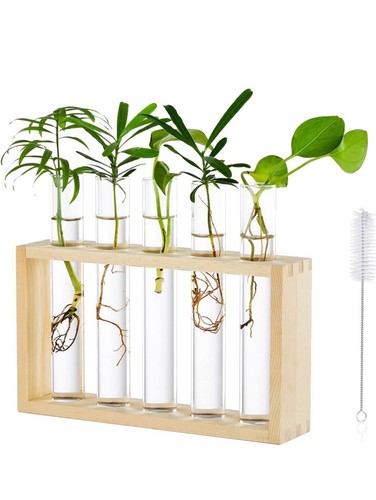 Provette porta piante - provette, con