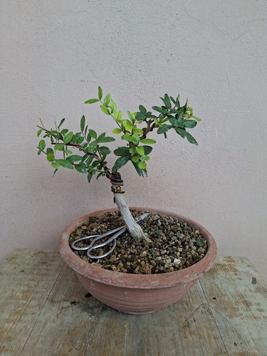 Pre bonsai punica granatum - pre,