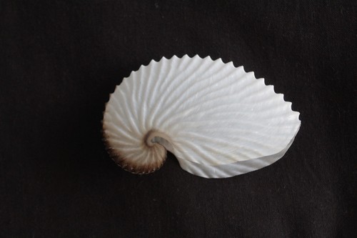 Paper argonaut seashell - argonaut, 'seashell