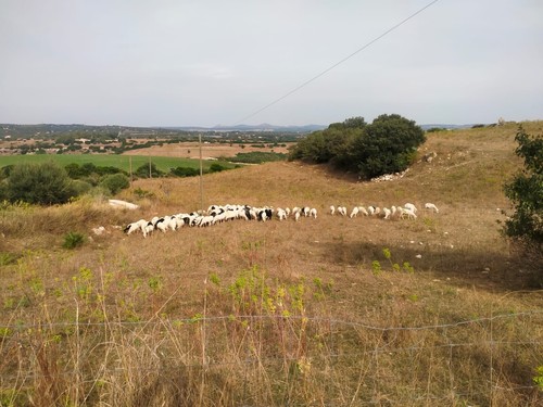 Pecore razza sarda - pecore, sarda 