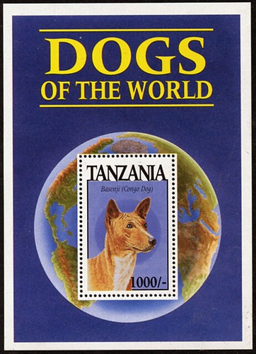 Basenji congo dog - congo,