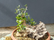 Bonsai olivastro 28x20cm - bonsai, in
