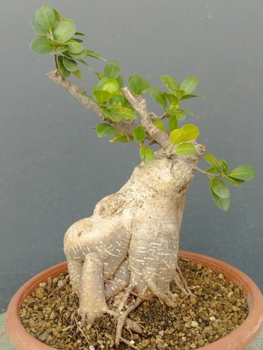 Bonsai ficus 34x20 vaso - ficus,