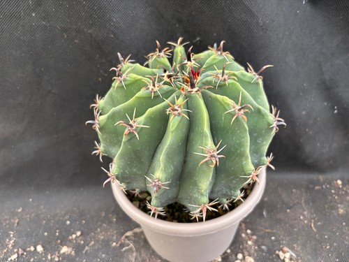 Ferocactus herrerae - ferocactus,