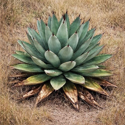 Agave lyobaa seeds semi - lyobaa,