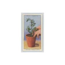 1938 Will's sigarette giardino