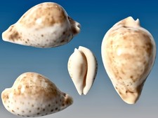 Cypraea, Umbilia hesitata