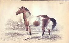 CAVALLO TIBETANO,  di  JARDINE