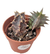 Huernia Zebrina Ø5,5 cm -