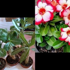 Rosa Del Desierto Adenium