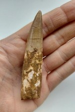 Enorme Dente di Spinosauro 9