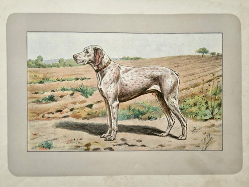 Cane caccia bracco bourbonnais - cane,