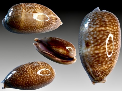 Cypraea cervus summerland - cervus,,