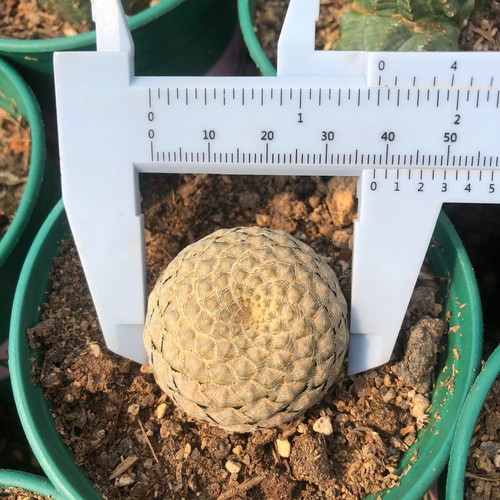 Pezzo cactus cm - 1, vivo