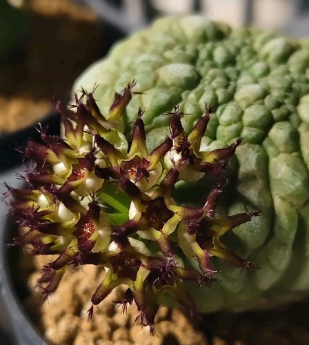 Pseudolithos migiurtinus no - migiurtinus,,