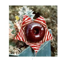 Huernia zebrina traghetto - huernia,