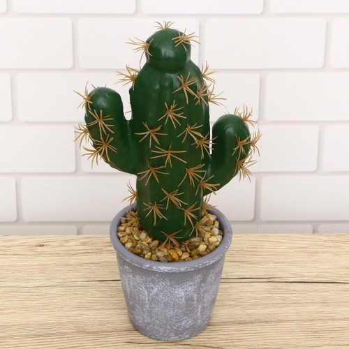 Adorabile bonsai cactus - bonsai, di