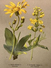 Incisione su legno piante