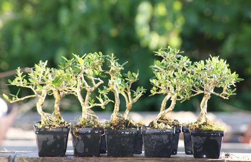 Piantine prebonsai olivastro - piantine,
