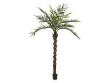 Palma Kentia Deluxe EUROPALMS