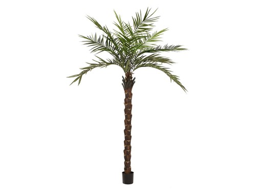 Palma kentia deluxe europalms - palma,