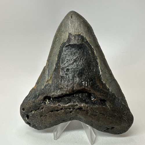 Dente squalo megalodonte - di,