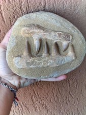 Fossili * GRANDE MASCELLA MOSASAURO