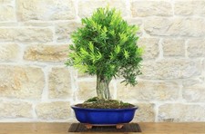 Bonsai callistemon - bonsai, (35)