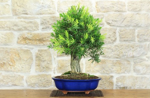 Bonsai callistemon - di, (35)