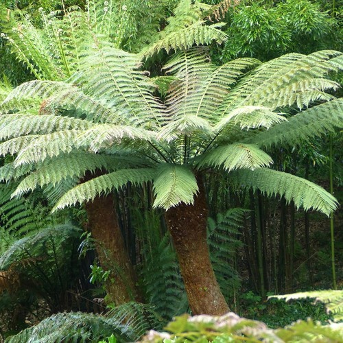 Tasmanian tree fern dicksonia - tasmanian,