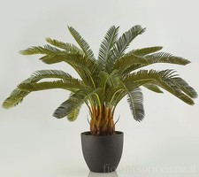 Palma Cycas