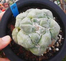 Vendita Raro Cactus Ariocarpus