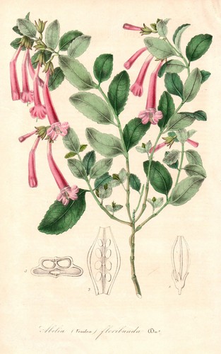 Abelia caprifoglio asia - abelia,