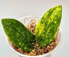 Zamioculcas Zamiifolia Aurea Variegata 